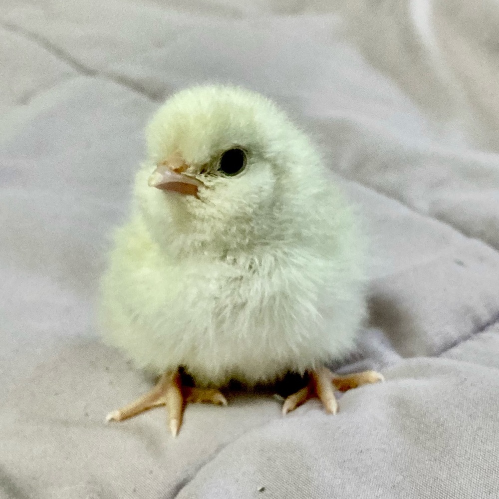 Meet your Posher, Ruth
